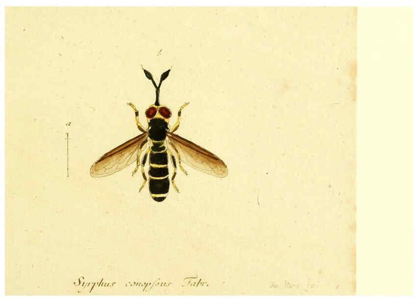 Reproducción/Reproduction 6046262744: Fauna Germanica, Diptera Nuremberg? :s.n.,between 1793 and 1805? 