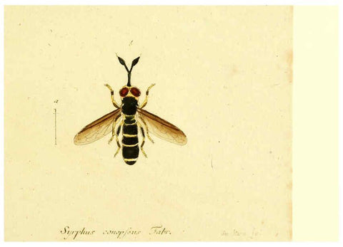 Reproducción/Reproduction 6046262744: Fauna Germanica, Diptera Nuremberg? :s.n.,between 1793 and 1805? 