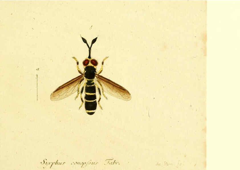 Reproducción/Reproduction 6046262744: Fauna Germanica, Diptera Nuremberg? :s.n.,between 1793 and 1805? 