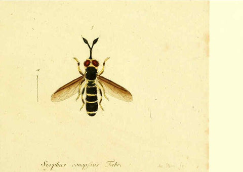 Reproducción/Reproduction 6046262744: Fauna Germanica, Diptera Nuremberg? :s.n.,between 1793 and 1805? 