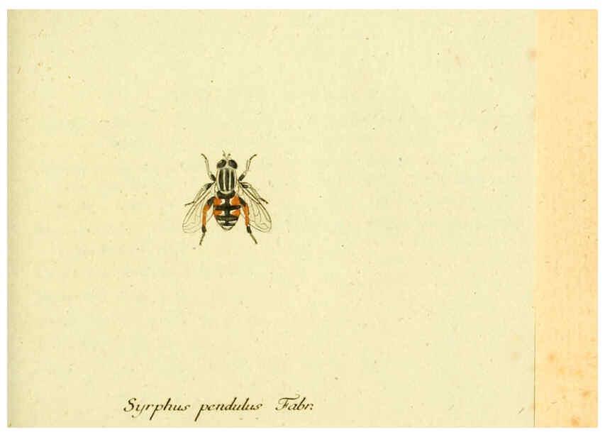 Reproducción/Reproduction 6046258244: Fauna Germanica, Diptera Nuremberg? :s.n.,between 1793 and 1805? 