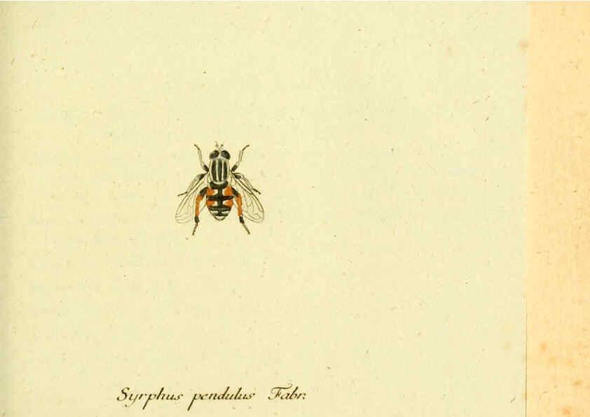 Reproducción/Reproduction 6046258244: Fauna Germanica, Diptera Nuremberg? :s.n.,between 1793 and 1805? 