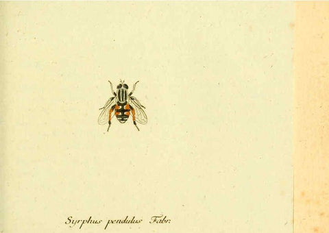 Reproducción/Reproduction 6046258244: Fauna Germanica, Diptera Nuremberg? :s.n.,between 1793 and 1805? 