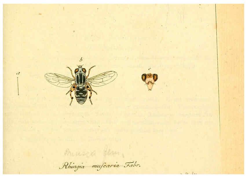 Reproducción/Reproduction 6045708453: Fauna Germanica, Diptera Nuremberg? :s.n.,between 1793 and 1805? 