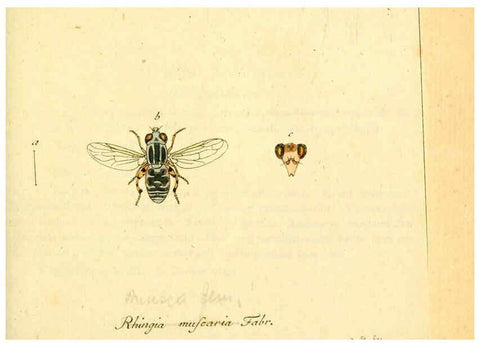 Reproducción/Reproduction 6045708453: Fauna Germanica, Diptera Nuremberg? :s.n.,between 1793 and 1805? 