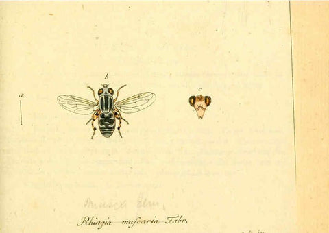 Reproducción/Reproduction 6045708453: Fauna Germanica, Diptera Nuremberg? :s.n.,between 1793 and 1805? 