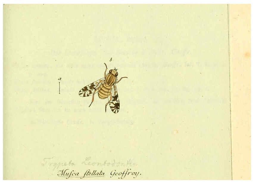 Reproducción/Reproduction 6046257504: Fauna Germanica, Diptera Nuremberg? :s.n.,between 1793 and 1805? 