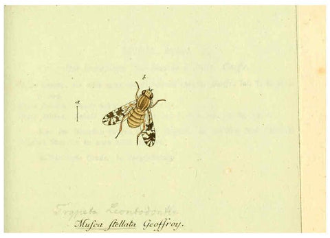 Reproducción/Reproduction 6046257504: Fauna Germanica, Diptera Nuremberg? :s.n.,between 1793 and 1805? 