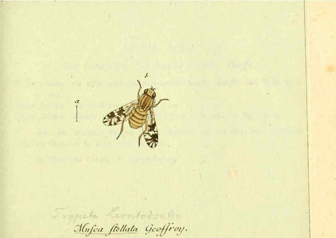 Reproducción/Reproduction 6046257504: Fauna Germanica, Diptera Nuremberg? :s.n.,between 1793 and 1805? 