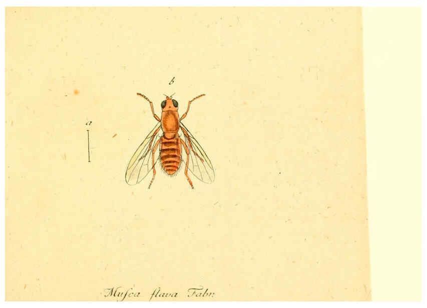 Reproducción/Reproduction 6046257278: Fauna Germanica, Diptera Nuremberg? :s.n.,between 1793 and 1805? 