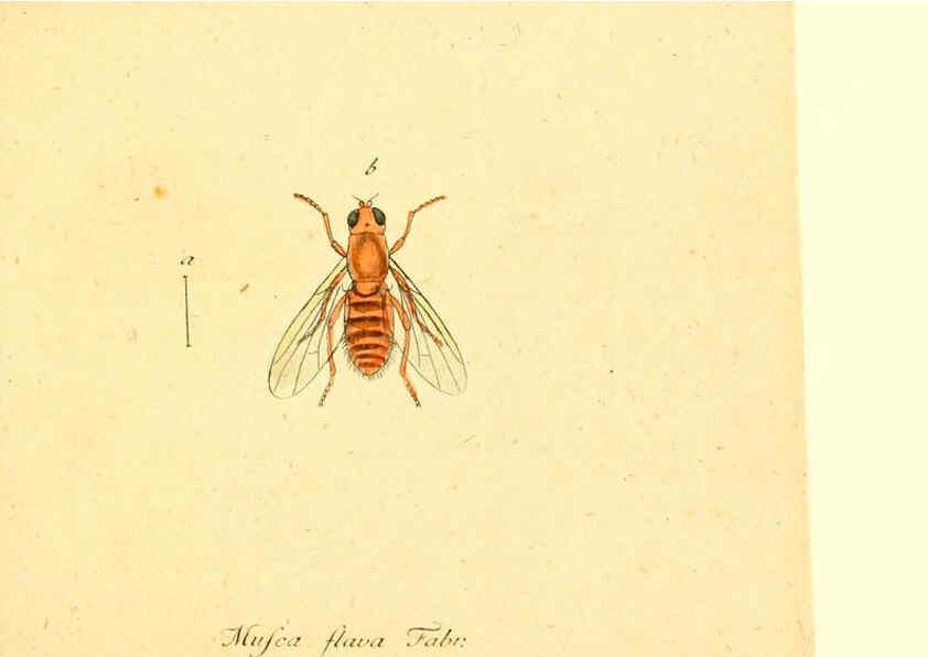 Reproducción/Reproduction 6046257278: Fauna Germanica, Diptera Nuremberg? :s.n.,between 1793 and 1805? 