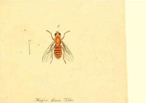 Reproducción/Reproduction 6046257278: Fauna Germanica, Diptera Nuremberg? :s.n.,between 1793 and 1805? 