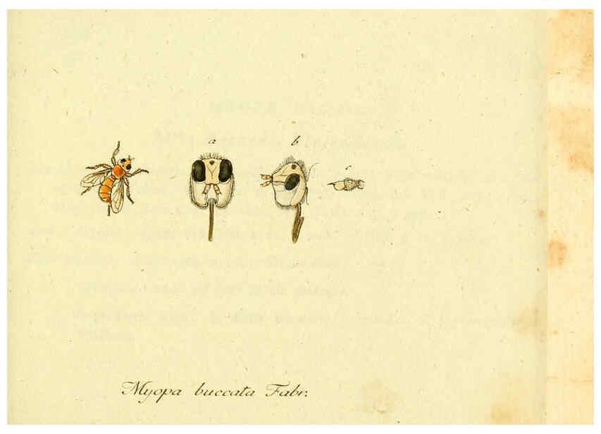Reproducción/Reproduction 6046252760: Fauna Germanica, Diptera Nuremberg? :s.n.,between 1793 and 1805? 
