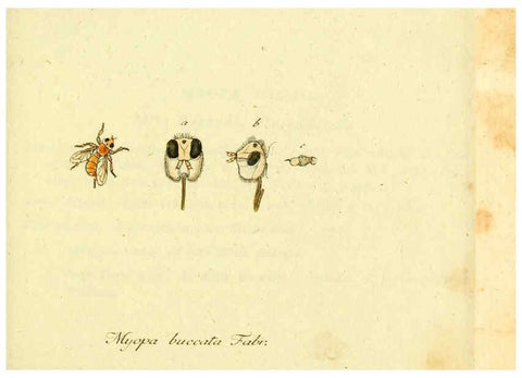 Reproducción/Reproduction 6046252760: Fauna Germanica, Diptera Nuremberg? :s.n.,between 1793 and 1805? 