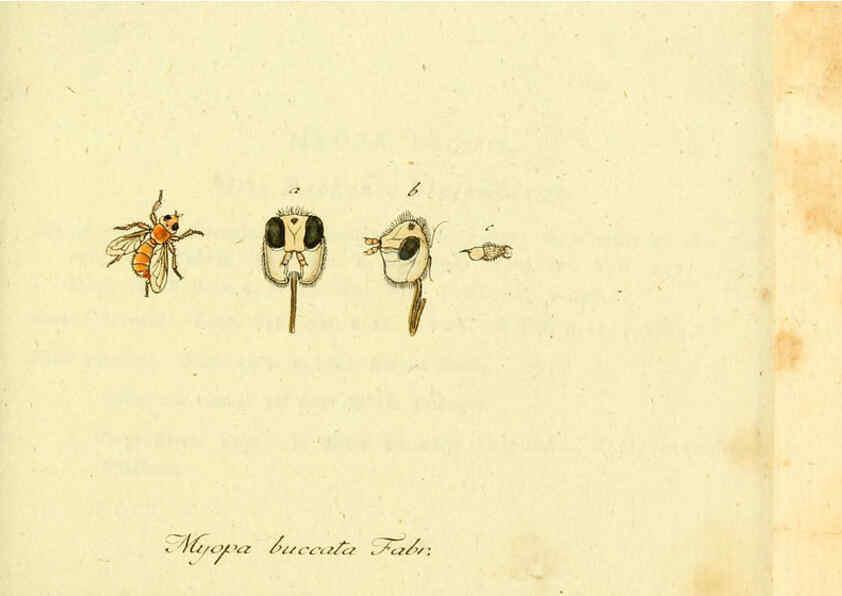 Reproducción/Reproduction 6046252760: Fauna Germanica, Diptera Nuremberg? :s.n.,between 1793 and 1805? 