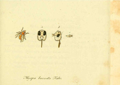 Reproducción/Reproduction 6046252760: Fauna Germanica, Diptera Nuremberg? :s.n.,between 1793 and 1805? 