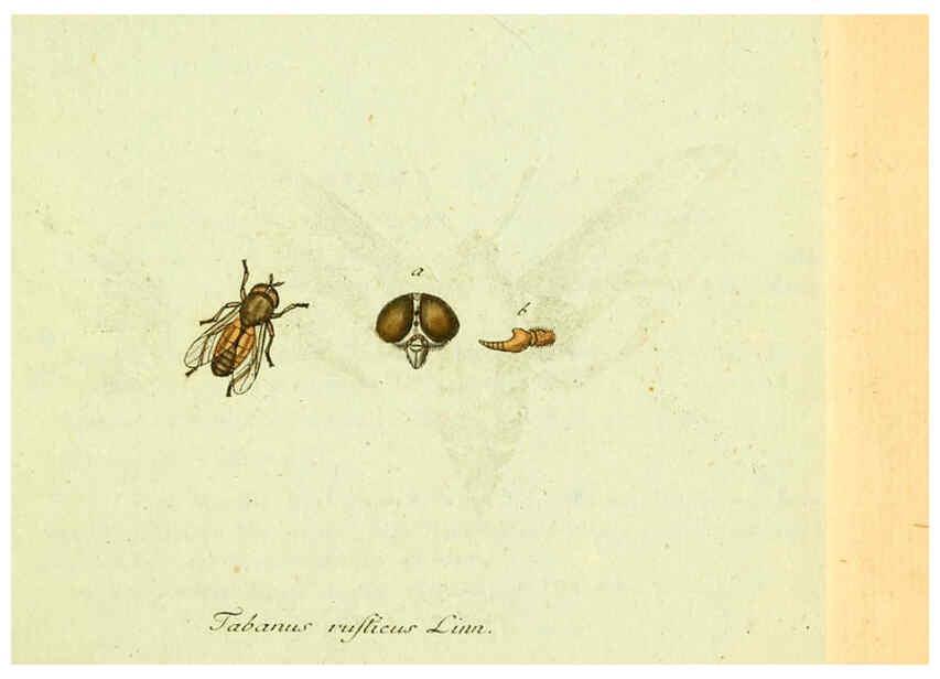 Reproducción/Reproduction 6045703667: Fauna Germanica, Diptera Nuremberg? :s.n.,between 1793 and 1805? 
