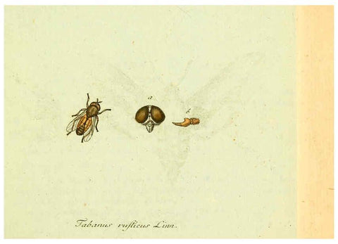 Reproducción/Reproduction 6045703667: Fauna Germanica, Diptera Nuremberg? :s.n.,between 1793 and 1805? 