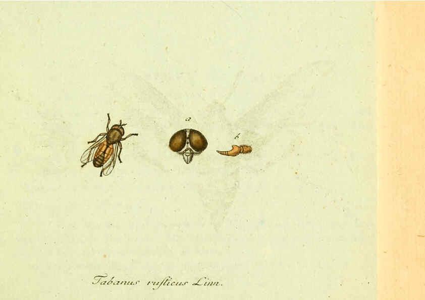 Reproducción/Reproduction 6045703667: Fauna Germanica, Diptera Nuremberg? :s.n.,between 1793 and 1805? 