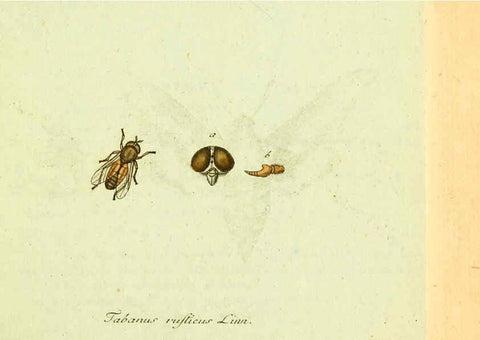 Reproducción/Reproduction 6045703667: Fauna Germanica, Diptera Nuremberg? :s.n.,between 1793 and 1805? 