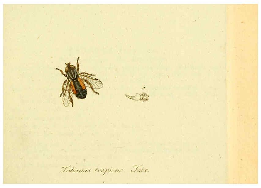 Reproducción/Reproduction 6045703901: Fauna Germanica, Diptera Nuremberg? :s.n.,between 1793 and 1805? 