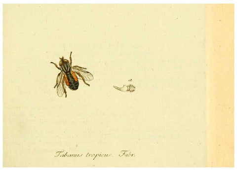 Reproducción/Reproduction 6045703901: Fauna Germanica, Diptera Nuremberg? :s.n.,between 1793 and 1805? 