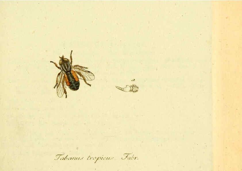 Reproducción/Reproduction 6045703901: Fauna Germanica, Diptera Nuremberg? :s.n.,between 1793 and 1805? 