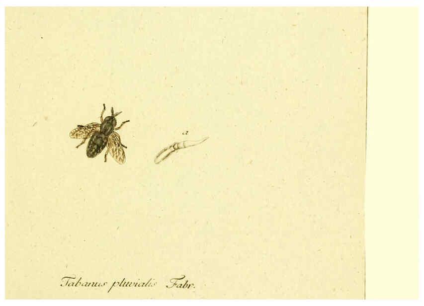 Reproducción/Reproduction 6045704207: Fauna Germanica, Diptera Nuremberg? :s.n.,between 1793 and 1805? 