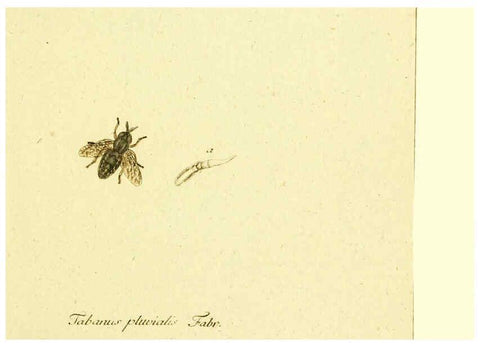 Reproducción/Reproduction 6045704207: Fauna Germanica, Diptera Nuremberg? :s.n.,between 1793 and 1805? 