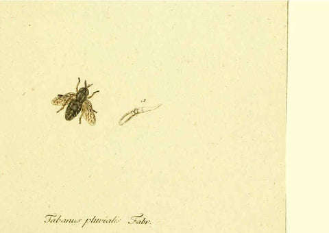 Reproducción/Reproduction 6045704207: Fauna Germanica, Diptera Nuremberg? :s.n.,between 1793 and 1805? 