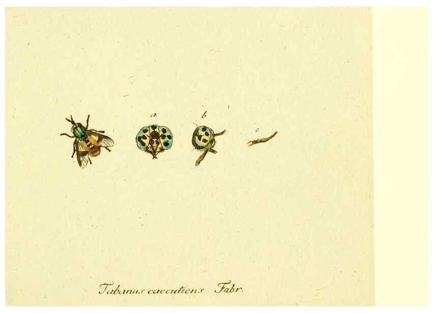 Reproducción/Reproduction 6046253862: Fauna Germanica, Diptera Nuremberg? :s.n.,between 1793 and 1805? 