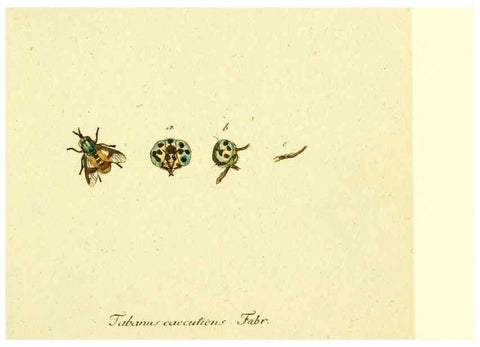 Reproducción/Reproduction 6046253862: Fauna Germanica, Diptera Nuremberg? :s.n.,between 1793 and 1805? 