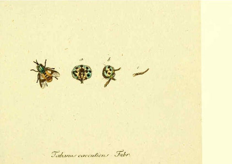 Reproducción/Reproduction 6046253862: Fauna Germanica, Diptera Nuremberg? :s.n.,between 1793 and 1805? 