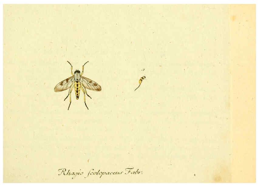 Reproducción/Reproduction 6046254180: Fauna Germanica, Diptera Nuremberg? :s.n.,between 1793 and 1805? 