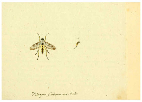 Reproducción/Reproduction 6046254180: Fauna Germanica, Diptera Nuremberg? :s.n.,between 1793 and 1805? 