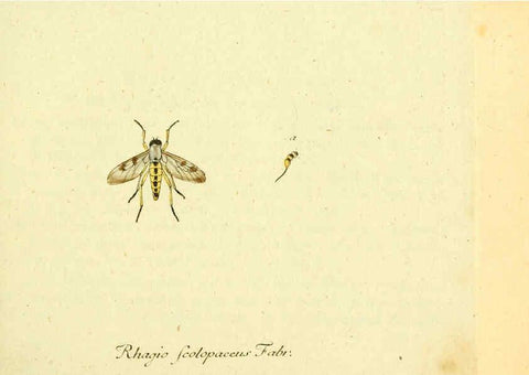 Reproducción/Reproduction 6046254180: Fauna Germanica, Diptera Nuremberg? :s.n.,between 1793 and 1805? 