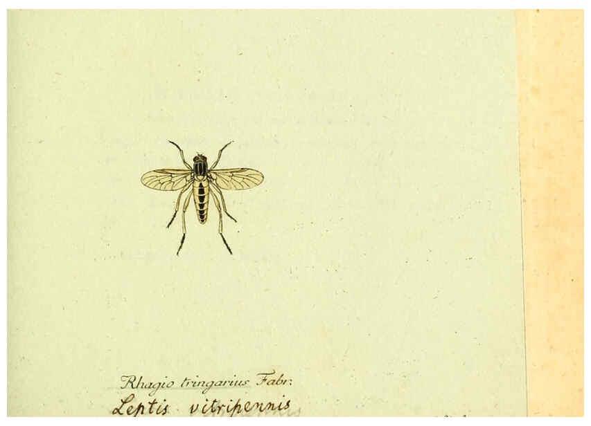 Reproducción/Reproduction 6045705115: Fauna Germanica, Diptera Nuremberg? :s.n.,between 1793 and 1805? 