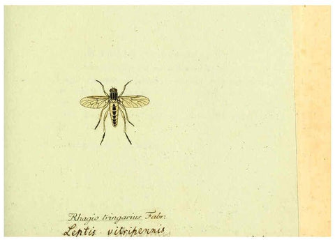 Reproducción/Reproduction 6045705115: Fauna Germanica, Diptera Nuremberg? :s.n.,between 1793 and 1805? 
