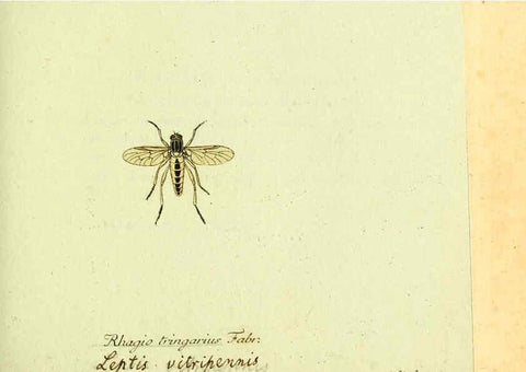 Reproducción/Reproduction 6045705115: Fauna Germanica, Diptera Nuremberg? :s.n.,between 1793 and 1805? 
