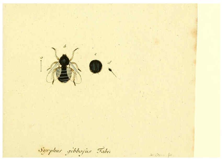 Reproducción/Reproduction 6046262996: Fauna Germanica, Diptera Nuremberg? :s.n.,between 1793 and 1805? 