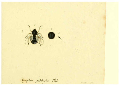 Reproducción/Reproduction 6046262996: Fauna Germanica, Diptera Nuremberg? :s.n.,between 1793 and 1805? 