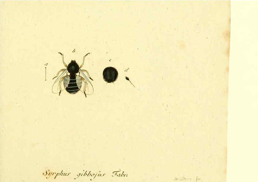 Reproducción/Reproduction 6046262996: Fauna Germanica, Diptera Nuremberg? :s.n.,between 1793 and 1805? 