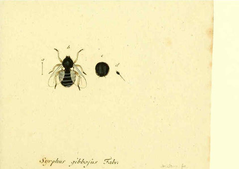 Reproducción/Reproduction 6046262996: Fauna Germanica, Diptera Nuremberg? :s.n.,between 1793 and 1805? 