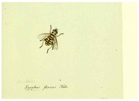 Reproducción/Reproduction 6046254668: Fauna Germanica, Diptera Nuremberg? :s.n.,between 1793 and 1805? 