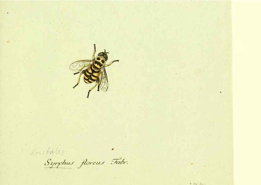 Reproducción/Reproduction 6046254668: Fauna Germanica, Diptera Nuremberg? :s.n.,between 1793 and 1805? 