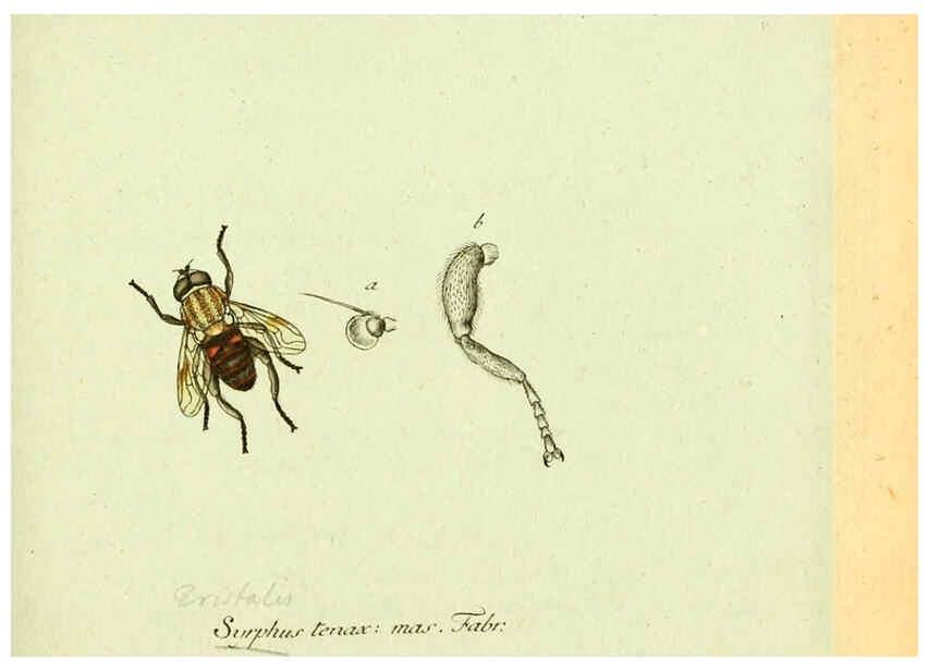 Reproducción/Reproduction 6046255102: Fauna Germanica, Diptera Nuremberg? :s.n.,between 1793 and 1805? 