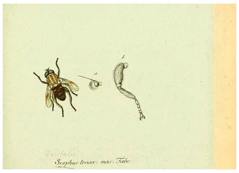 Reproducción/Reproduction 6046255102: Fauna Germanica, Diptera Nuremberg? :s.n.,between 1793 and 1805? 