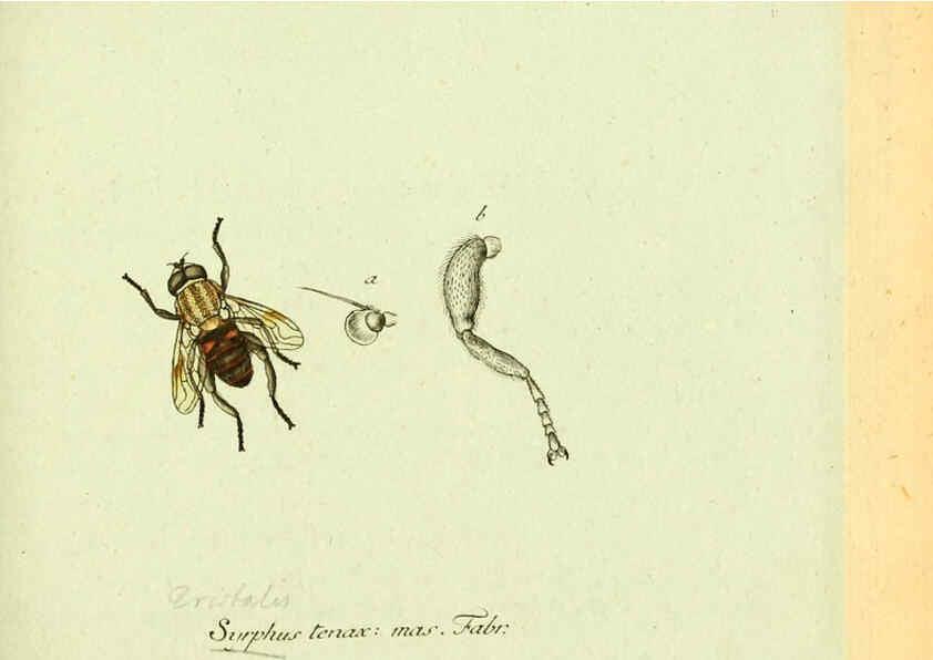 Reproducción/Reproduction 6046255102: Fauna Germanica, Diptera Nuremberg? :s.n.,between 1793 and 1805? 