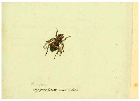 Reproducción/Reproduction 6046255348: Fauna Germanica, Diptera Nuremberg? :s.n.,between 1793 and 1805? 