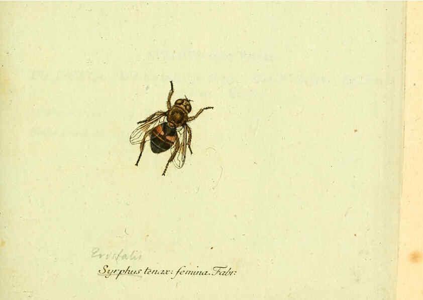 Reproducción/Reproduction 6046255348: Fauna Germanica, Diptera Nuremberg? :s.n.,between 1793 and 1805? 